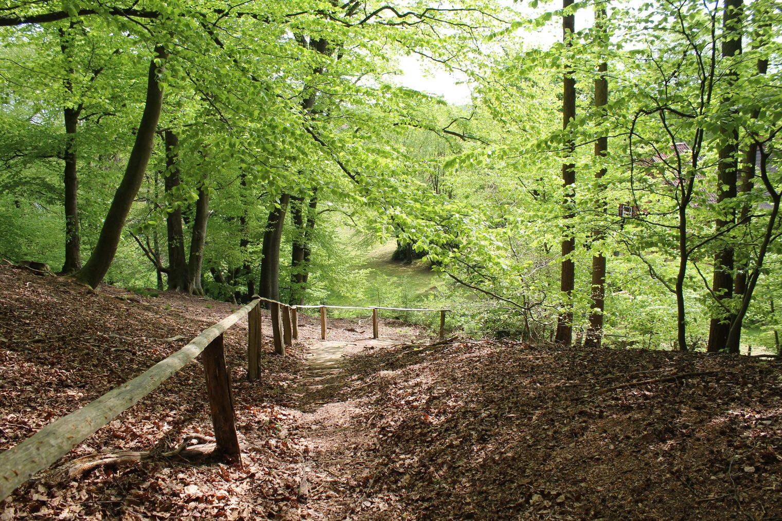 Wald am Oyler Berg Marklohe