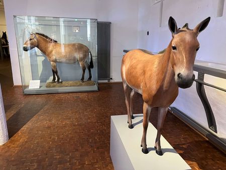 Deutsches Pferdemuseum Verden