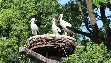 Drei Störche im Nest