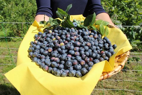 Eine große Schale mit Blaubeeren